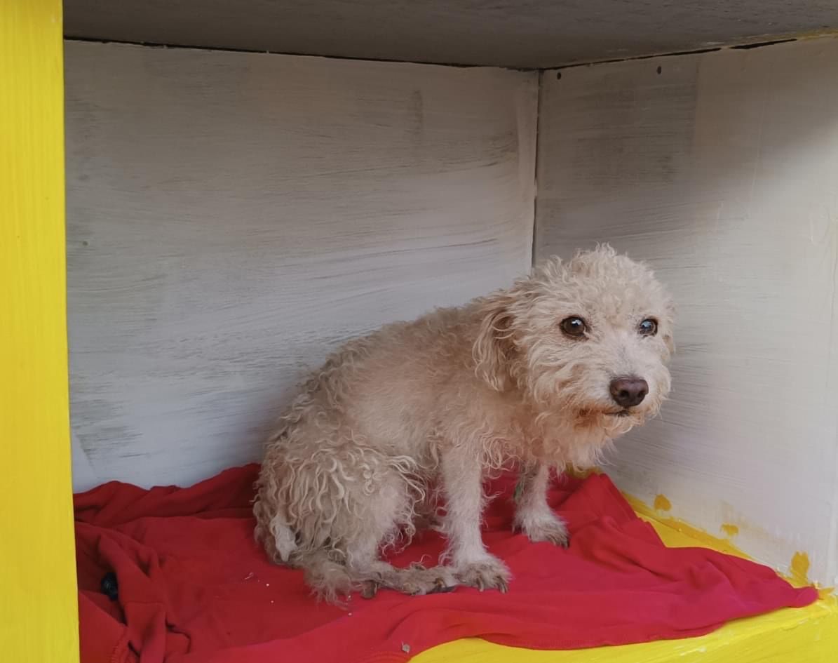 casas para perro sin hogar en Mazatlán