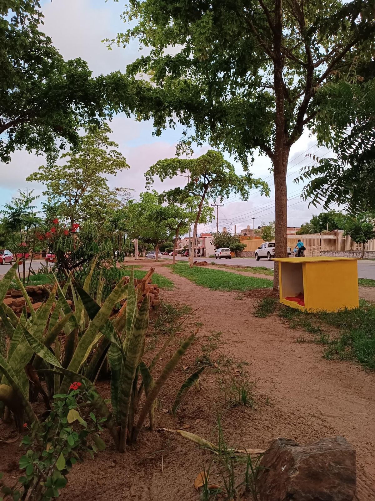 casas para perro sin hogar en Mazatlán
