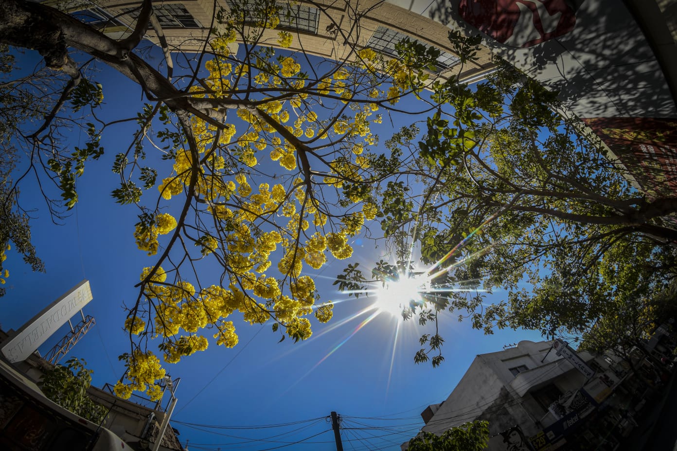 Amapas de varios colores decoran las calles de Culiacán (Foto, José Betanzos).