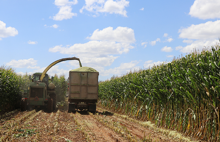 Aumenta la demanda de exportación de maíz; México, uno de los destinos