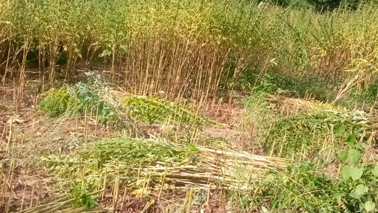 Avanza con buenos precios cosecha de sandía en Choix
