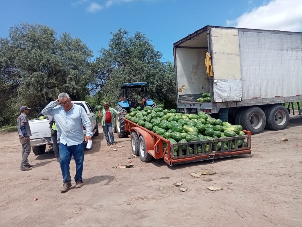 Avanza con buenos precios cosecha de sandía en Choix