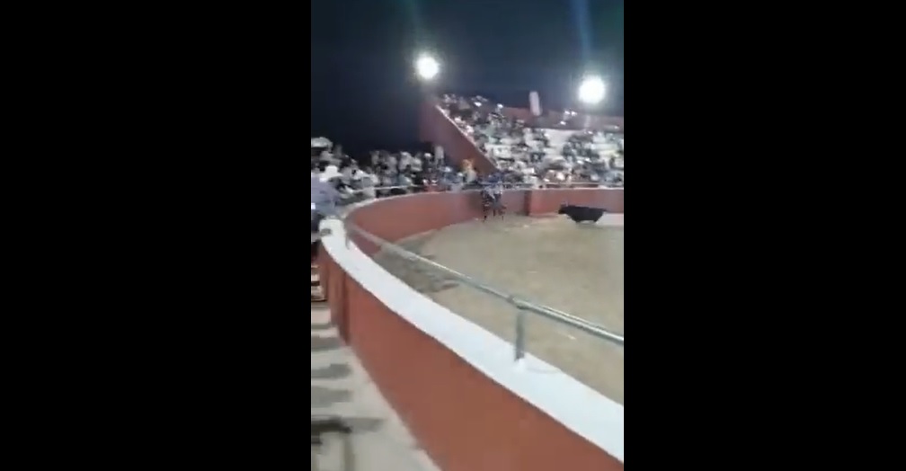 Joven embestido por toro. Captura de Pantalla