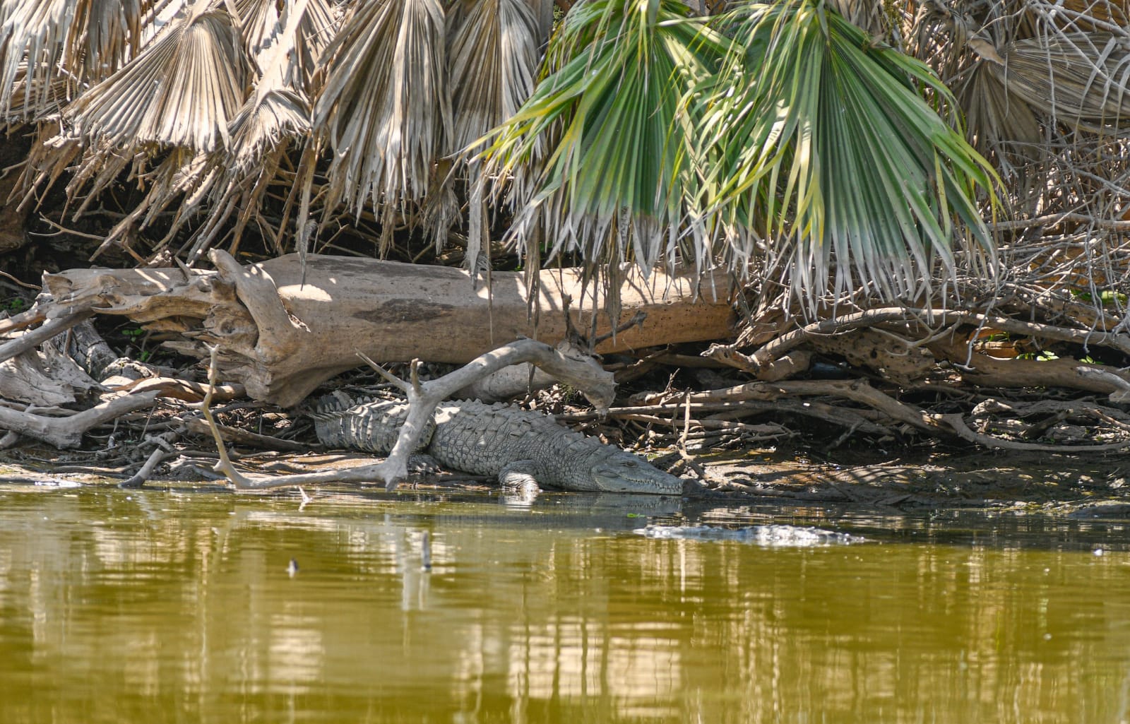 Caimanes se han visto en estas zonas de Sinaloa (Foto, José Betanzos)