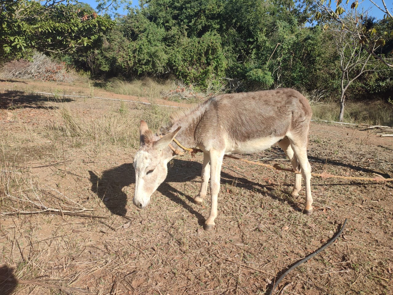 Crean la primera reserva de burros en Sinaloa, está en La Noria 