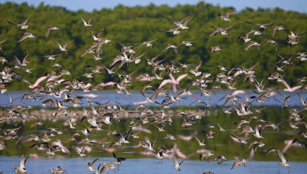 Declararán Área Natural Protegida la Bahía de Ceuta, en Elota