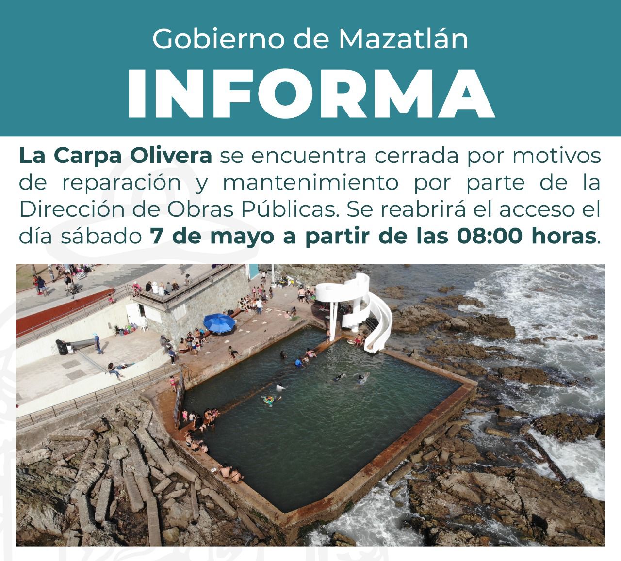 Entra a cirugía la carpa Olivera de Mazatlán, una de las albercas emblemáticas del mundo (cortesía)