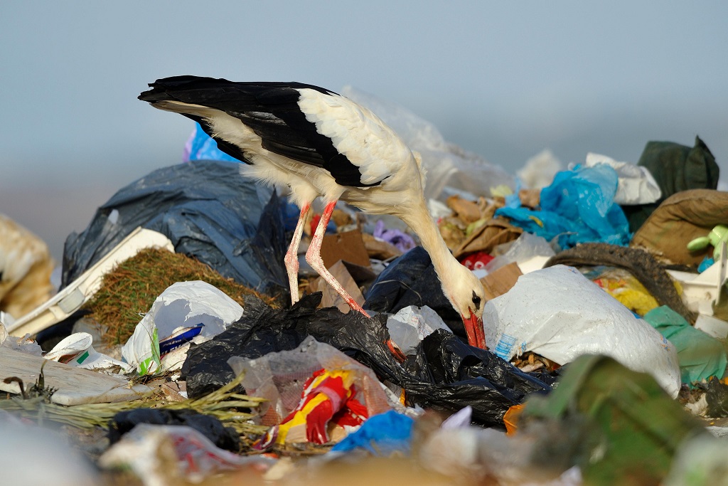 Este 3 de julio es el Día Internacional Libre de Bolsas de Plástico Foto Cortesía