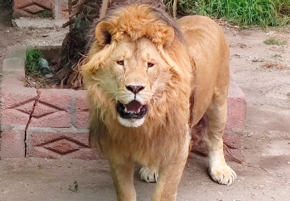 León asegurado. Fuente: Profepa