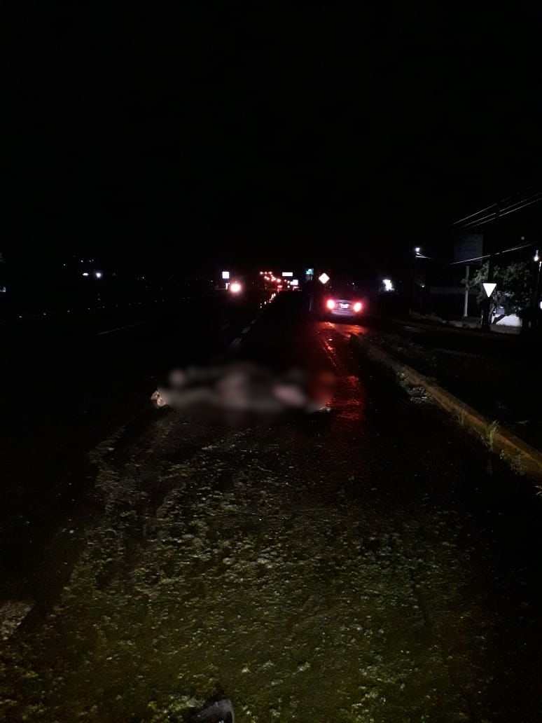 Mueren dos caballos al ser impactados por un automóvil a la salida norte de Guamúchil