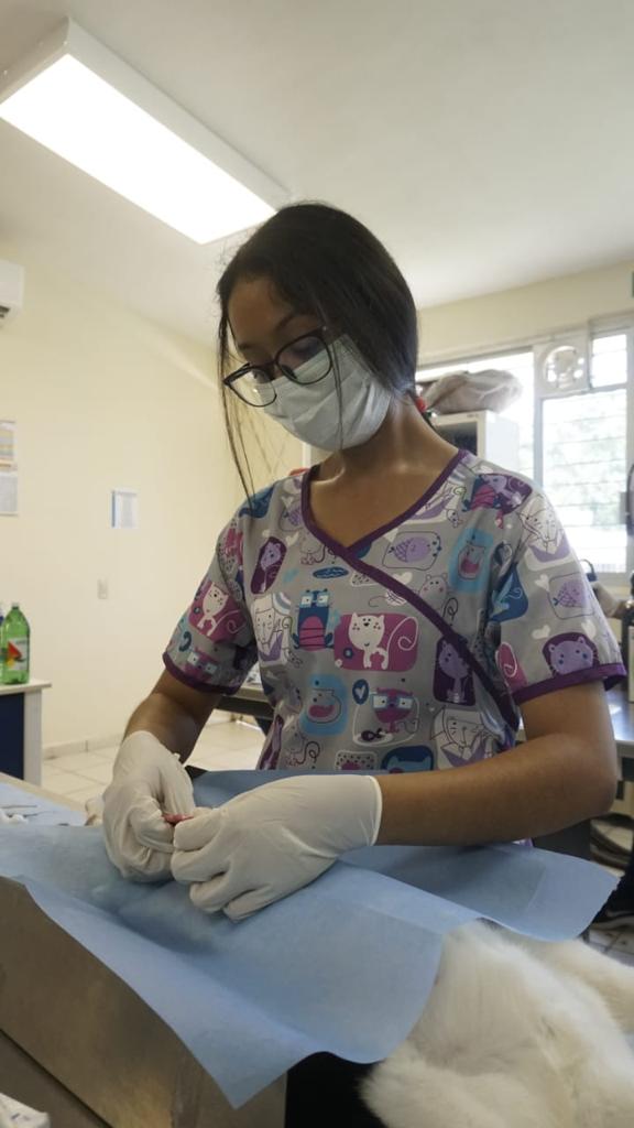 Se reanudarán jornadas de esterilización de perros y gatos en Mazatlán
