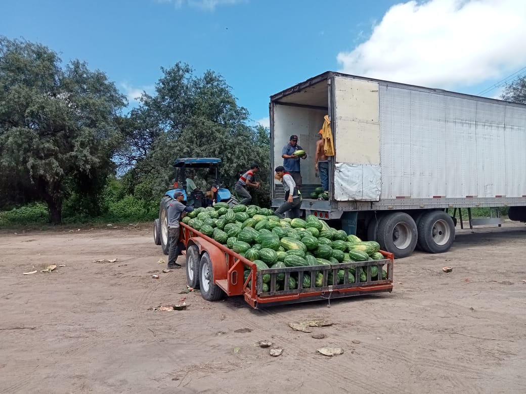 Avanza con buenos precios cosecha de sandía en Choix