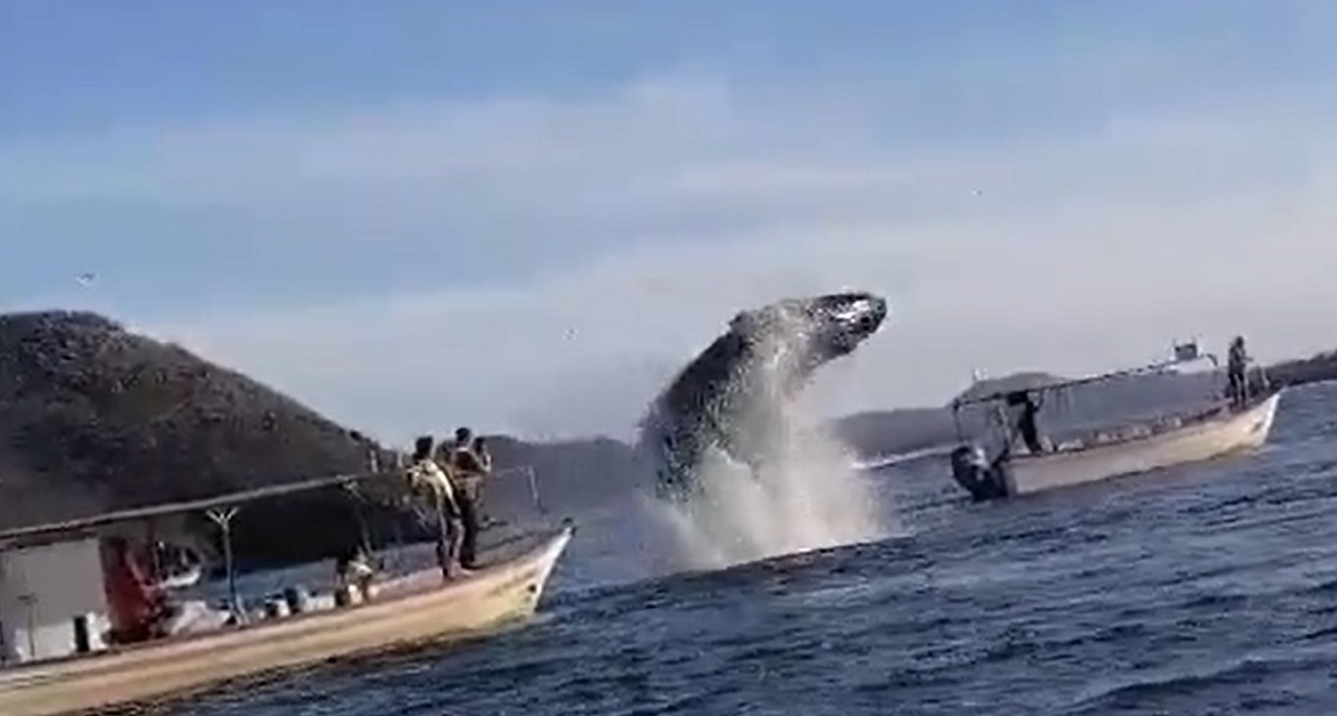 VIDEO | Sorprende ballena saltando entre embarcaciones en Topolobampo