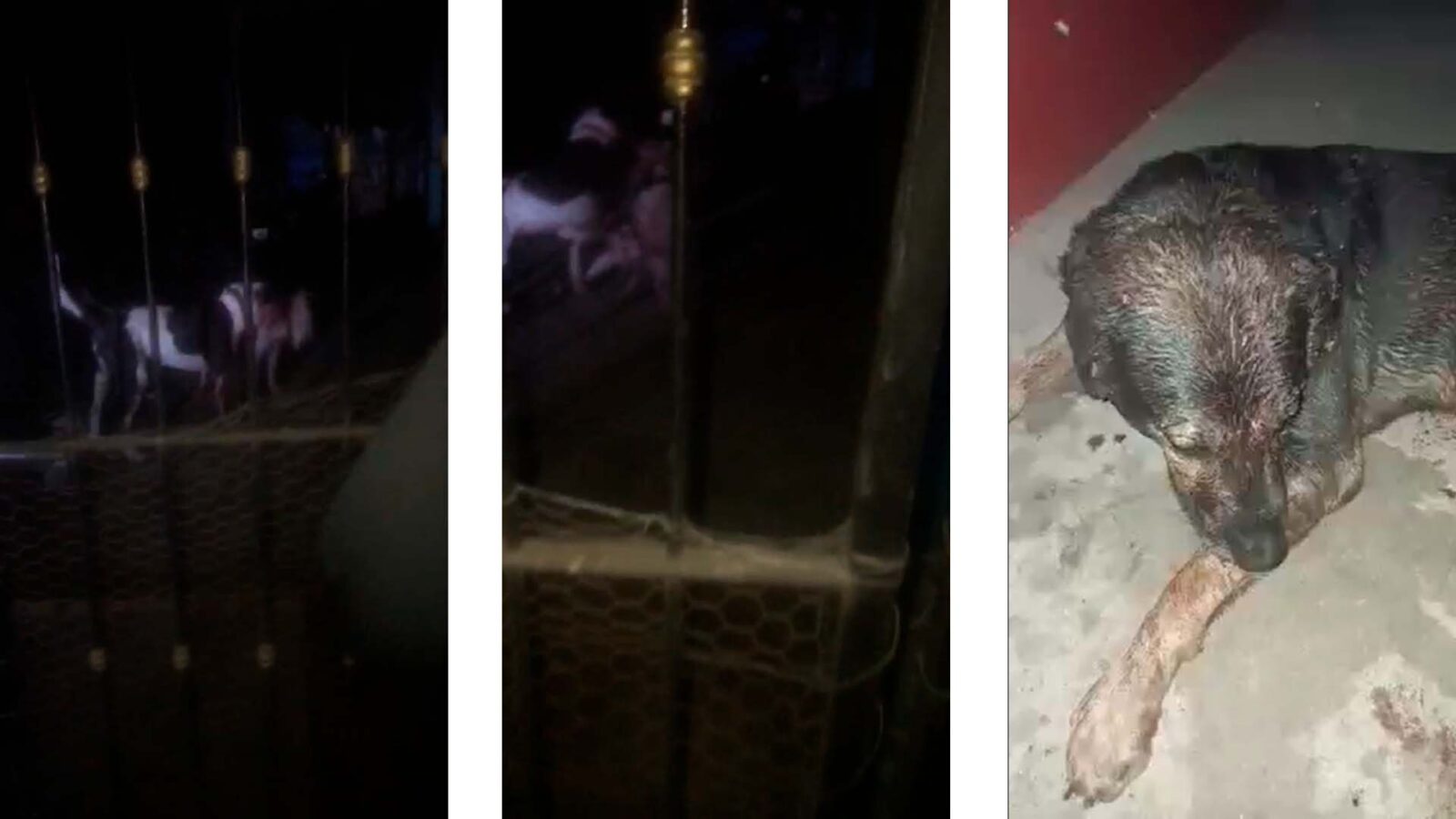 Interviene el Centro de Bienestar y Control Animal en caso de Pitbull que pelearon: Urcisichi
